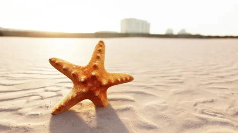 Starfish on the sity beach Stock Footage 237890206