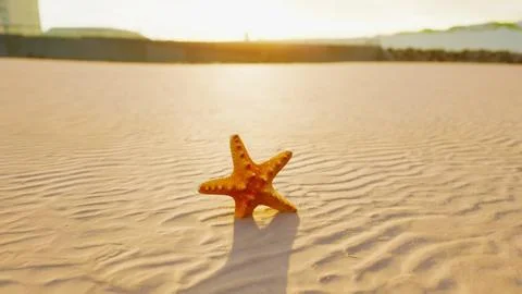 Starfish on the sity beach Ilustración de archivo