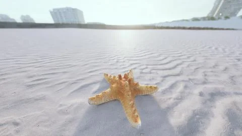 Starfish on the sity beach Stock Illustration