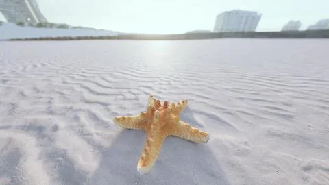 Starfish on the sity beach Stock Illustration