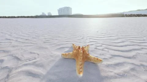 Starfish on the sity beach Ilustración de archivo