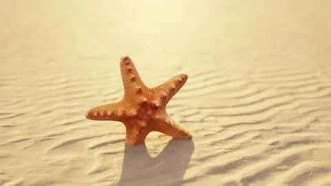 Starfish on the sity beach Stockillustratie