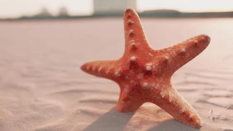Starfish on the sity beach Ilustración de archivo