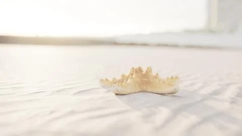 Starfish on the sity beach Stock Illustration