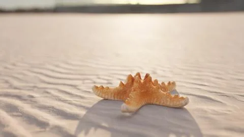 Starfish on the sity beach Stockillustratie