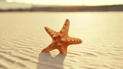 Starfish on the sity beach Illustration