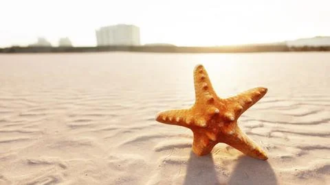 Starfish on the sity beach 库存插图