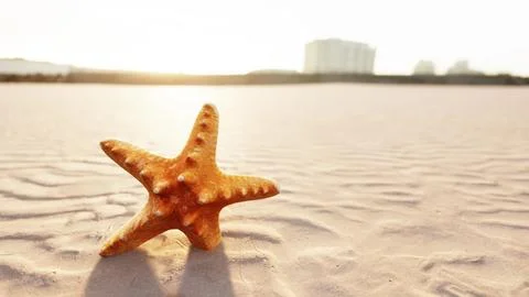 Starfish on the sity beach Stockillustratie