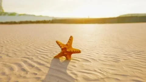 Starfish on the sity beach Ilustración de archivo