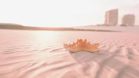 Starfish on the sity beach Stock Illustration