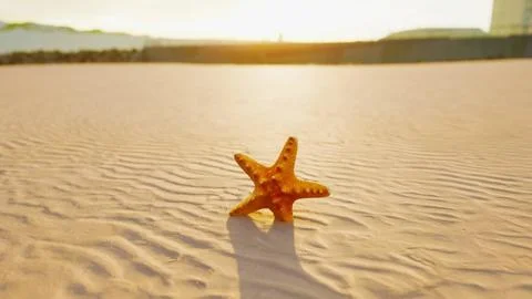 Starfish on the sity beach Illustration