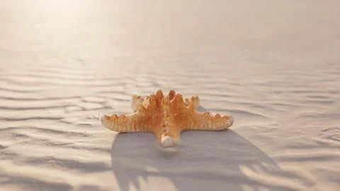 Starfish on the sity beach 库存插图