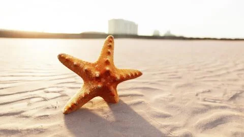 Starfish on the sity beach Ilustración de archivo