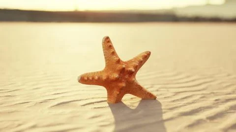 Starfish on the sity beach Stock Illustration