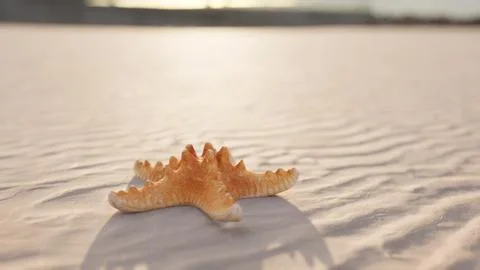 Starfish on the sity beach Stock Illustration