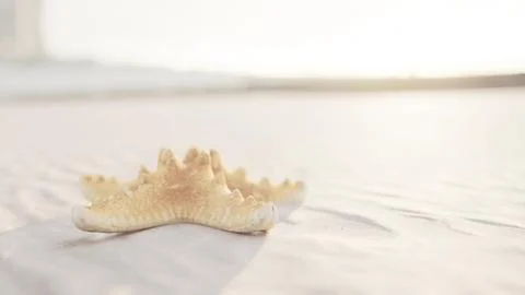Starfish on the sity beach Stock Illustration