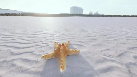Starfish on the sity beach Ilustración de archivo