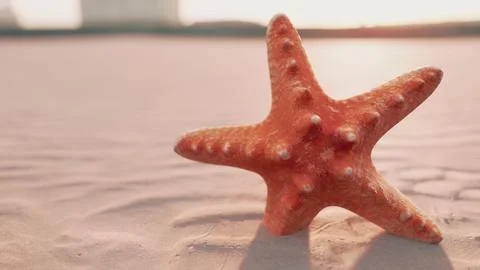 Starfish on the sity beach Stock-Illustration