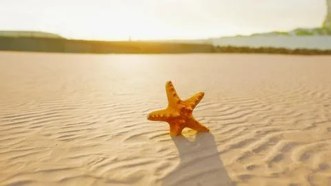Starfish on the sity beach Illustration