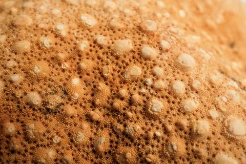 Starfish Skin Surface Macro Texture Tubercles Ossicles Orange Brown De 写真素材