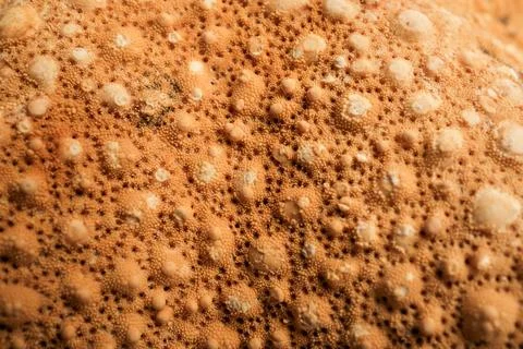 Starfish Skin Surface Macro Texture Tubercles Ossicles Orange Brown De Stock Photos