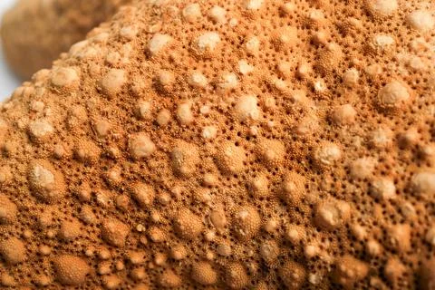 Starfish Skin Surface Macro Texture Tubercles Ossicles Orange Brown De Stock Photos