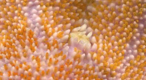 Starfish Solaster endeca under microscope, family Solasteridae. Asteroidea. I Stock Photos
