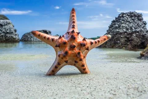 Starfish standing at beach Stock Photos