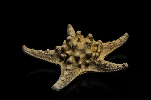 Starfish star fish ocean beach art frame display Stock Photos