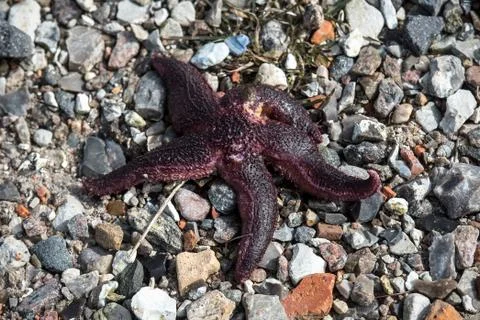 Starfish on the stone background Stock Photos