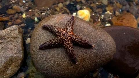 Starfish on stone Stock Photos