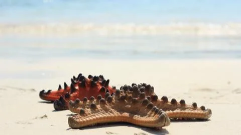 Starfish stranded lying down on the beach coastline at noon Stock Photos