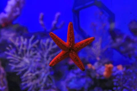 Starfish stuck Stock Photos
