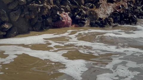 Starfish submerged by wave Stockbeeldmateriaal 237195096