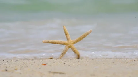 Starfish summer beach vacation time to travel. Tropical summer beach sea wave in Vidéo 276142664