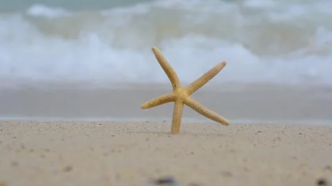 Starfish summer beach vacation time to travel. Tropical summer beach sea wave in Stock Footage 276721145