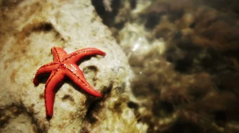 Starfish sunbathing Stock Footage