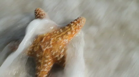 Starfish In Surf Stock Footage 721817