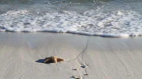 Starfish In Surf Stock-Footage 1216039