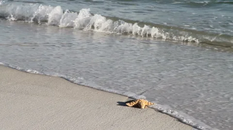 Starfish Surf Stock Footage 2069417