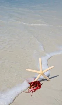 Starfish in the Surf Stock Photos