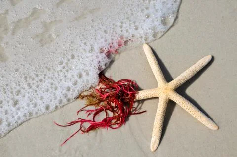 Starfish in the Surf Stock Photos
