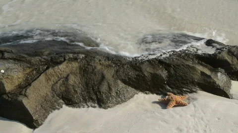 Starfish In Surf By Rock Stock Footage 713420