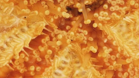 Starfish Tentacles Timelapse close 1 Stock Footage 11131559