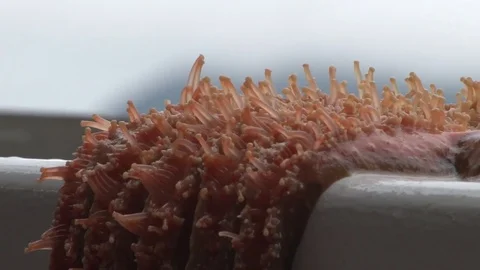 Starfish tenticles close up Video stock 85226474