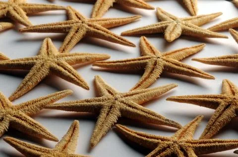 Starfish texture on white background Stock Photos
