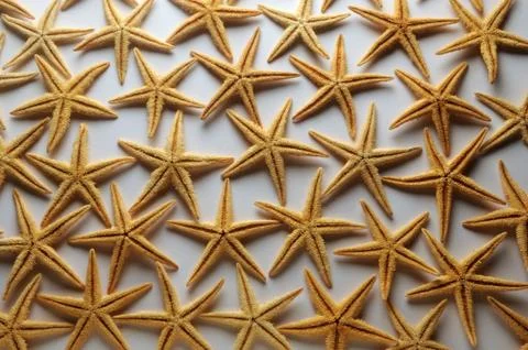Starfish texture on white background Stock Photos