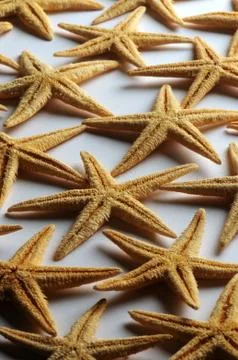 Starfish texture on white background Stock Photos