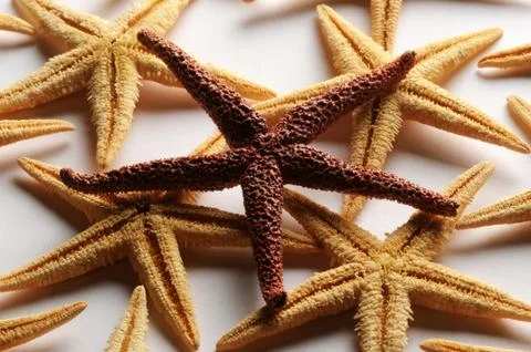 Starfish texture on white background Stock Photos