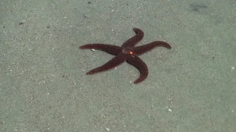 Starfish in a tide pool Stock Footage 31822234